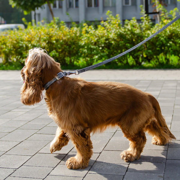 Изображение товара Ошейник Ferplast Greener Soft G15/35 / 78240221 (серый)