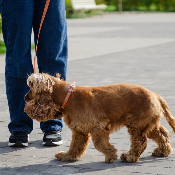 Изображение товара Ошейник Ferplast Greener Soft G15/35 / 78240239 (оранжевый)