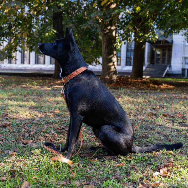 Изображение товара Ошейник Ferplast Greener Soft G25/45 / 78240439 (оранжевый)