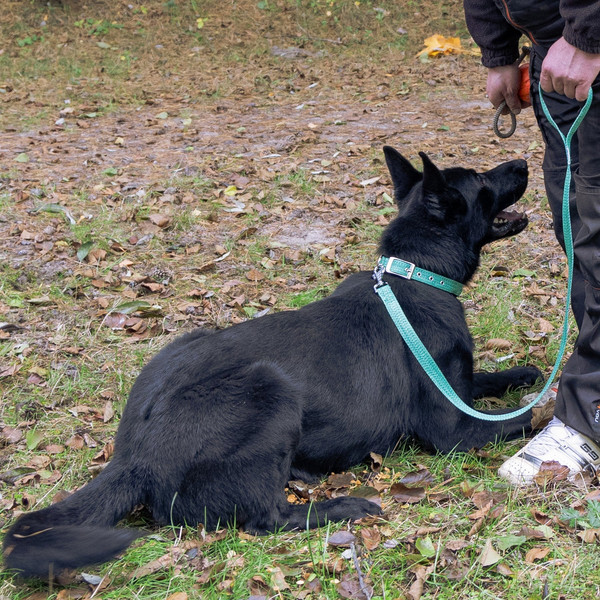 Изображение товара Ошейник Ferplast Greener Soft G25/53 / 78240523 (зеленый)