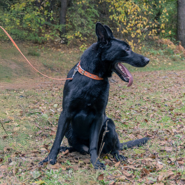 Изображение товара Ошейник Ferplast Greener Soft G25/53 / 78240539 (оранжевый)