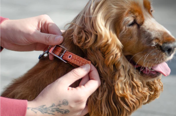 Изображение товара Ошейник Ferplast Greener Soft G25/53 / 78240539 (оранжевый)