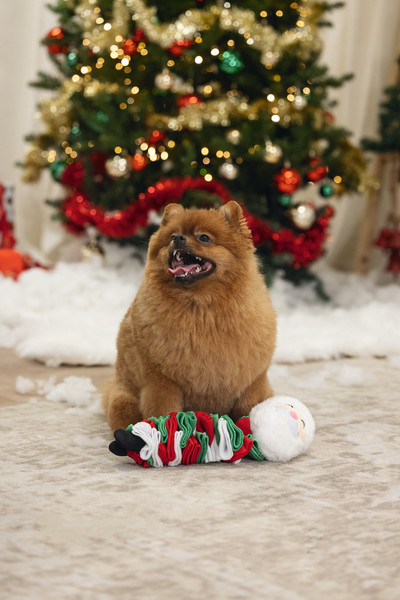 Изображение товара Игрушка для собак Beeztees Санта 2400149