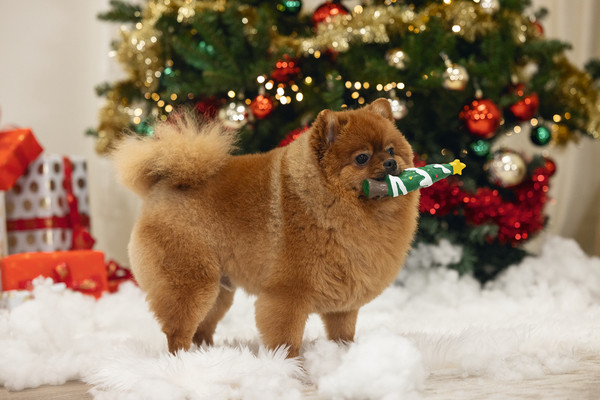 Изображение товара Игрушка для собак Beeztees 2400151