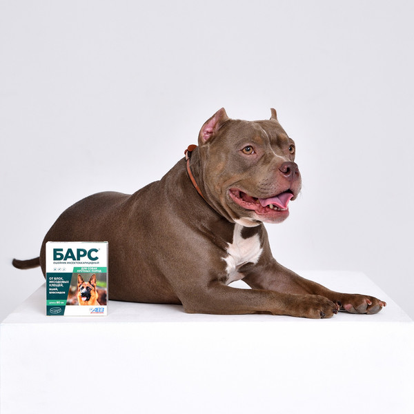 Изображение товара Ошейник от блох Агроветзащита Барс для крупных собак
