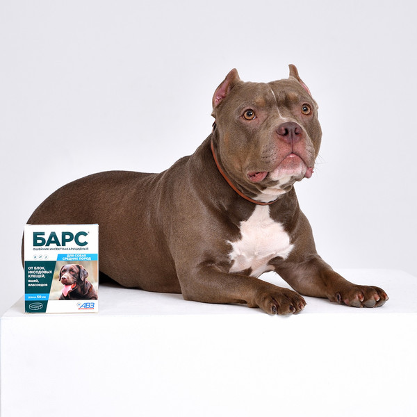 Изображение товара Ошейник от блох Агроветзащита Барс для средних собак
