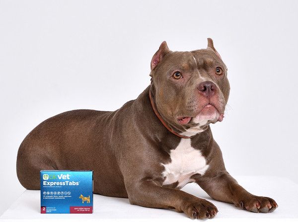 Изображение товара Таблетки от паразитов Агроветзащита ЭкспрессТабс для собак от 15кг до 30кг (2шт)
