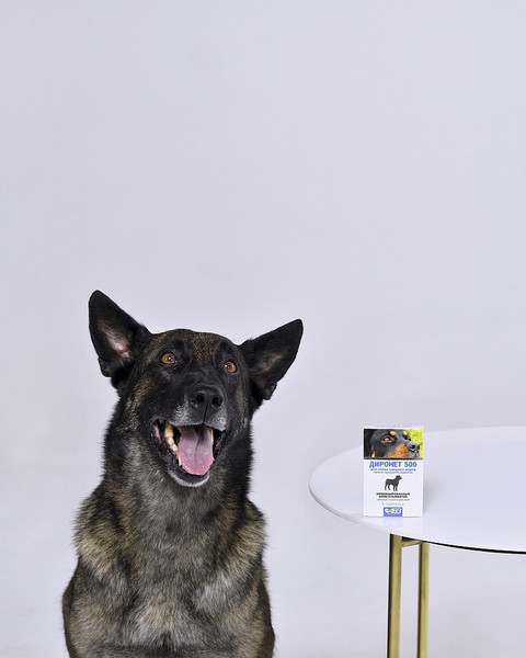 Изображение товара Таблетки от глистов Агроветзащита Диронет 500 для собак средних пород