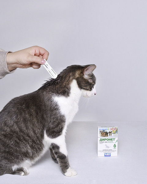 Изображение товара Капли от паразитов Агроветзащита Диронет Спот-он для котят (3 пипетки)