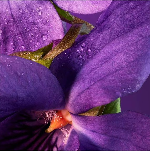 Изображение товара Туалетная вода Guerlain Chamade (75мл)