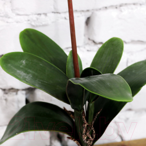 Изображение товара Искусственный цветок Orlix Орхидея / 06-044-V