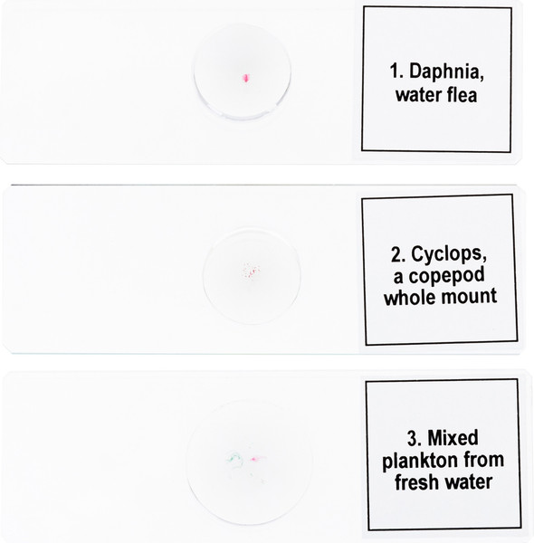 Изображение товара Набор микропрепаратов Levenhuk Discovery Prof DPS 5 Жизнь в капле воды / 78412