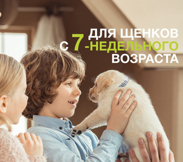 Изображение товара Ошейник от блох Форесто большой