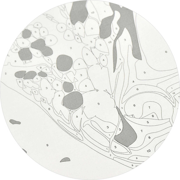 Изображение товара Картина по номерам Феникс+ Змея / 67984
