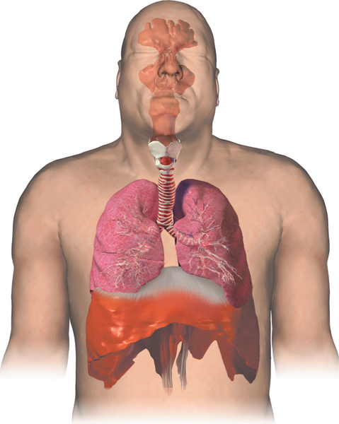 Изображение товара Энциклопедия АСТ Анатографика. Атлас человеческого тела, твердая обложка (Уолкер Ричард)
