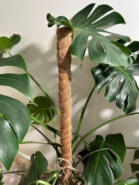 Изображение товара Опора для растений BOTANICA Кокосовая 80см (40мм)