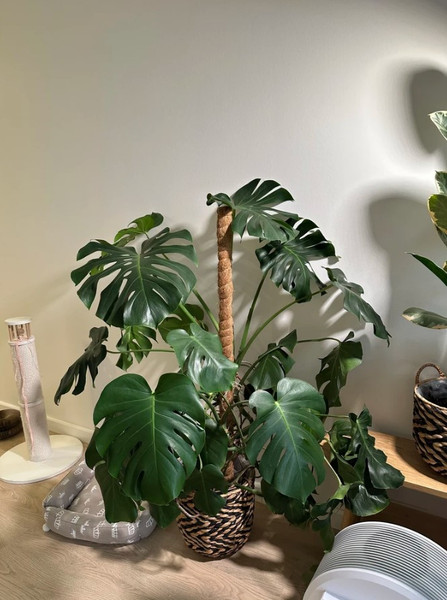 Изображение товара Опора для растений BOTANICA Кокосовая 80см (40мм)