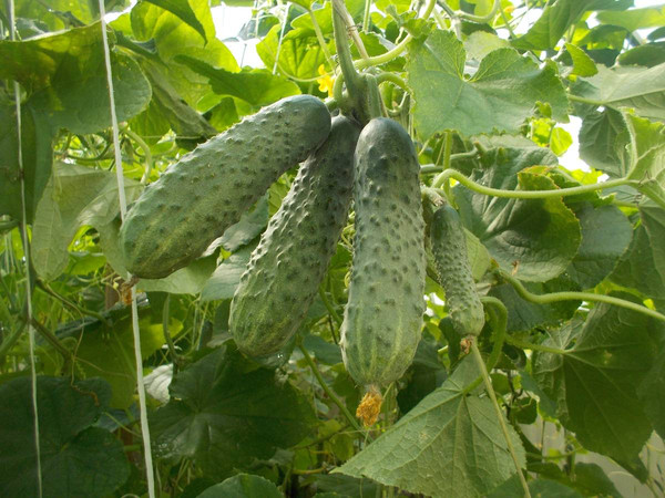 Изображение товара Семена Агромаркет Огурец Эколь F1 (7шт)