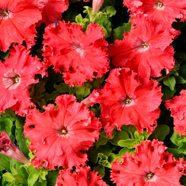 Изображение товара Семена цветов Агромаркет Петуния Афродита Лососевая F1 (7шт)