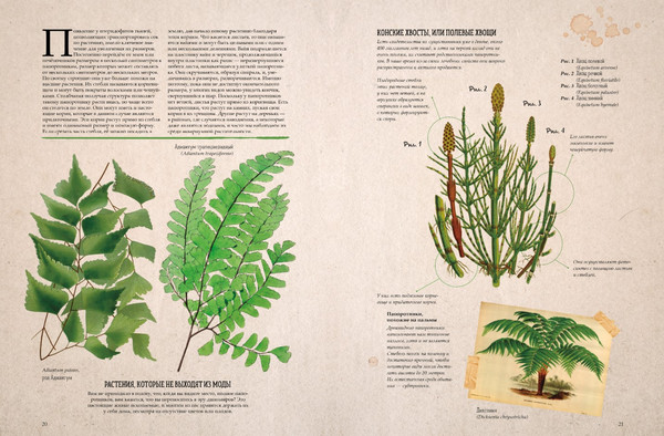 Изображение товара Энциклопедия CLEVER Ботаника в картинках, твердая обложка (Сория Кармен)