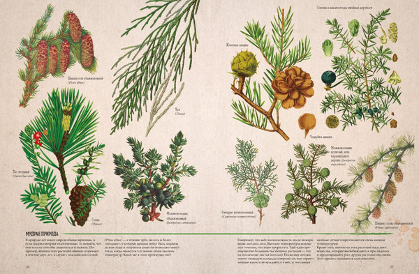 Изображение товара Энциклопедия CLEVER Ботаника в картинках, твердая обложка (Сория Кармен)