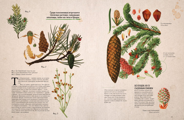 Изображение товара Энциклопедия CLEVER Ботаника в картинках, твердая обложка (Сория Кармен)