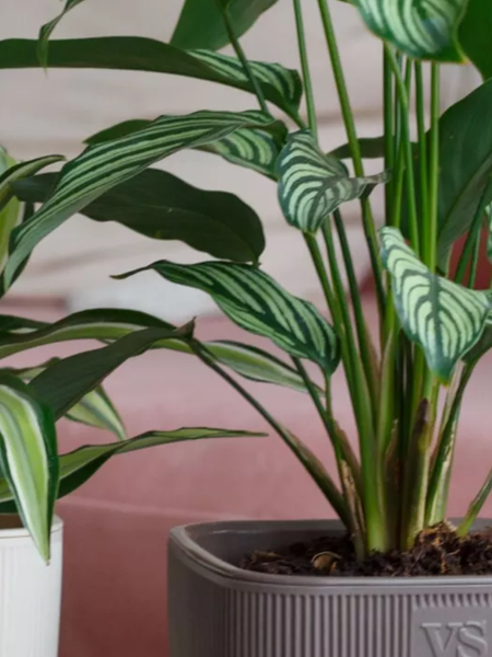 Изображение товара Кашпо VipSet Фабио с дренажной системой (1.95л, шоколад)