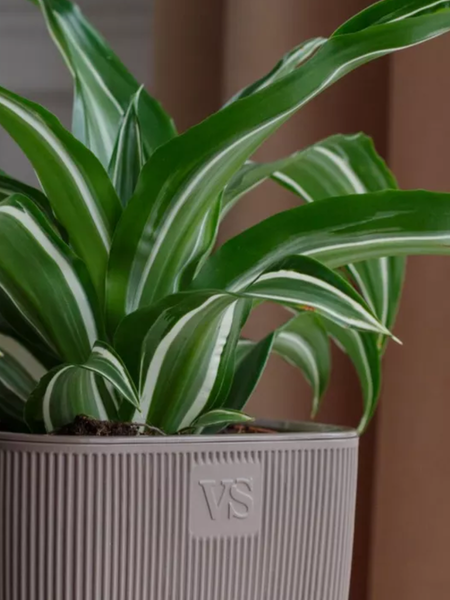 Изображение товара Кашпо VipSet Фабио с дренажной системой (1.95л, шоколад)