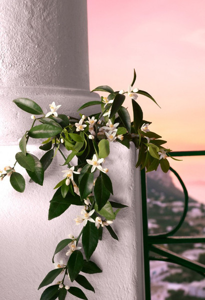 Изображение товара Парфюмерная вода Dolce&Gabbana Devotion Intense (50мл)