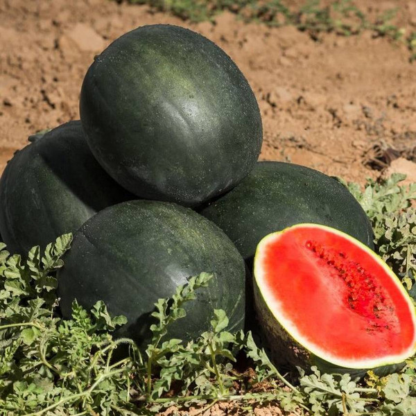 Изображение товара Семена Sakata Арбуз Мулат F1 (5шт)