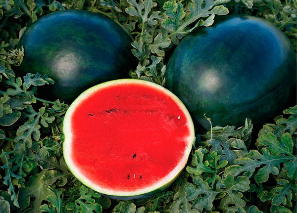 Изображение товара Семена Sakata Арбуз Мулат F1 (5шт)