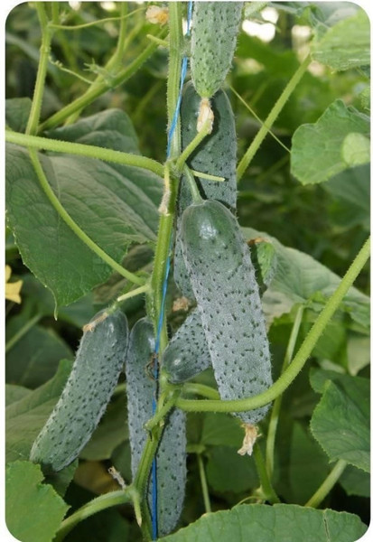 Изображение товара Семена Sakata Огурец Валерия F1 (10шт)