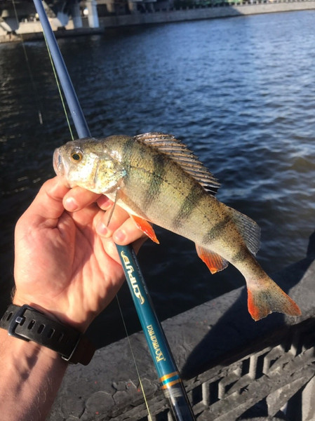 Изображение товара Спиннинг Волжанка Спрут тест 7-28гр / 024-0062 (2.7м)