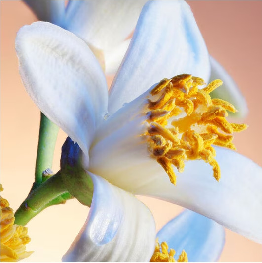 Изображение товара Туалетная вода Guerlain Insolence (75мл)