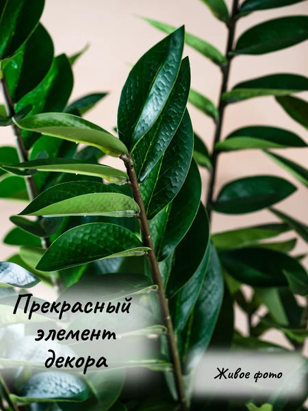 Изображение товара Искусственное растение Merry Bear Home Decor Замиокулькас / AZ04075