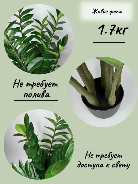 Изображение товара Искусственное растение Merry Bear Home Decor Замиокулькас / AZ04075