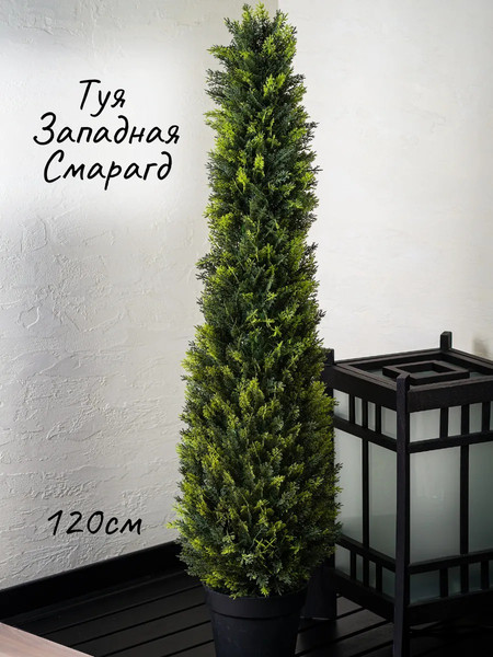 Изображение товара Искусственное растение Merry Bear Home Decor Туя Западная Смарагд / KA0029-120 (120см)