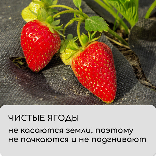 Изображение товара Укрывной материал GREENGO Мульчирующий с перфорацией 10x0.8м 80г/м2 с УФ-стабилизатором (черный)