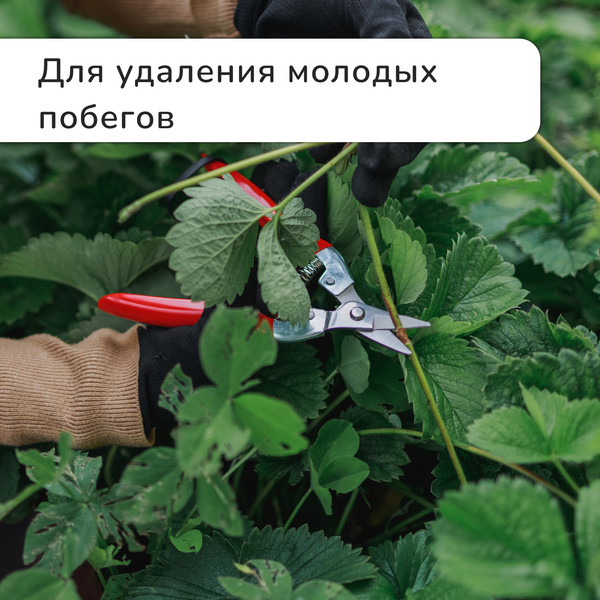 Изображение товара Садовые ножницы механические GREENGO 3028457