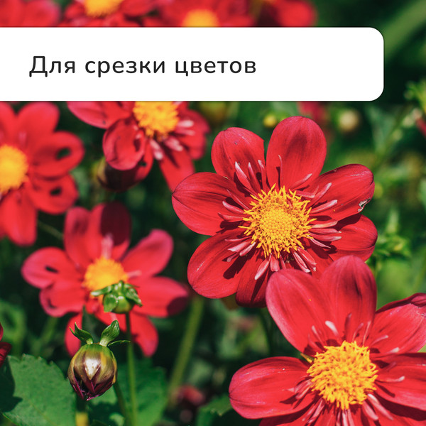 Изображение товара Секатор механический GREENGO 3028459