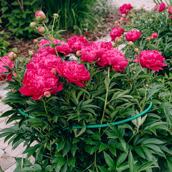 Изображение товара Опора для растений GREENGO Кустодержатель 3667425 (2шт, зеленый)