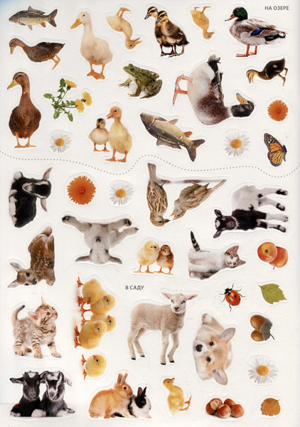 Изображение товара Развивающая книга Робинс Фотонаклейки. Мир животных (9785436609607)