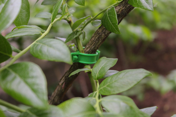 Изображение товара Набор зажимов садовых Gardenplast Клипса для крепления растений (50шт)