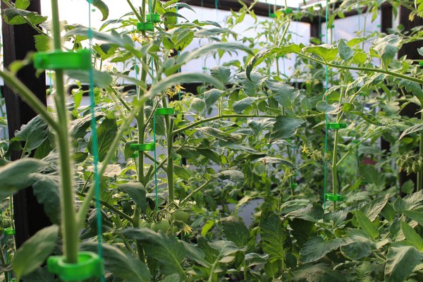 Изображение товара Набор зажимов садовых Gardenplast Клипса для крепления растений (50шт)