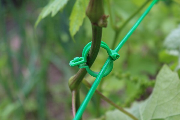 Изображение товара Набор зажимов садовых Gardenplast Клипса для крепления растений (50шт)