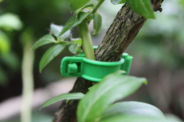 Изображение товара Набор зажимов садовых Gardenplast Клипса для крепления растений (50шт)