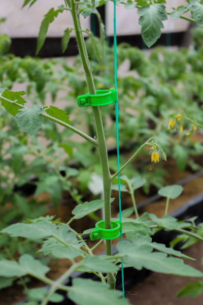 Изображение товара Набор зажимов садовых Gardenplast Клипса для крепления растений (50шт)
