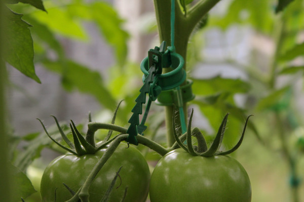 Изображение товара Набор для подвязки растений Gardenplast Хомут садовый для подвязки и фиксации растений 15см (50шт)