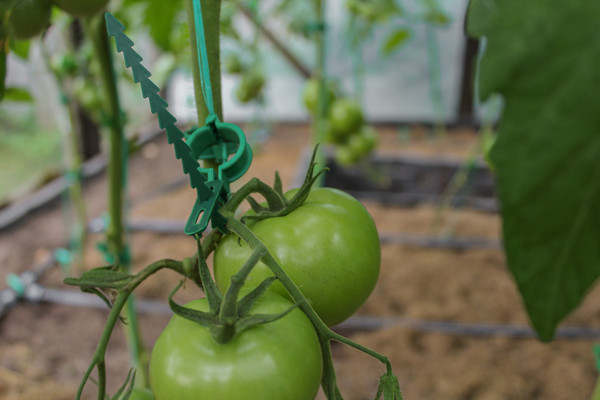 Изображение товара Набор для подвязки растений Gardenplast Хомут садовый для подвязки и фиксации растений 15см (50шт)