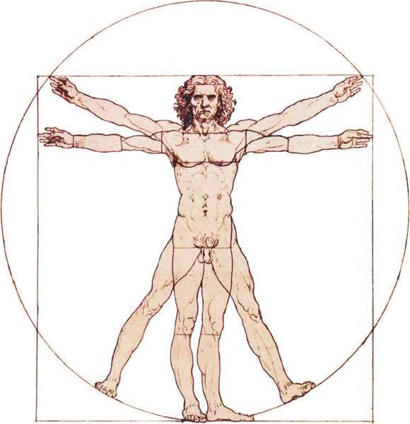 Изображение товара Книга АСТ Атлас анатомии человека. Русско-латинско-английское издание (9785171600334 Палычева Любовь)